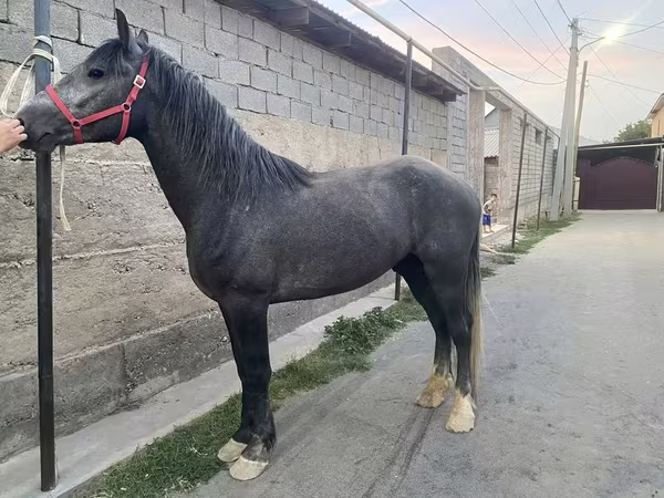 ม้าตัวผู้, Kustanai horse