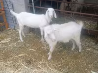 بکرا, بکریاں — تصویر 2