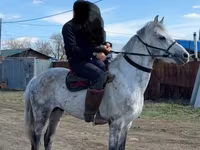 Cal, Anglo-Arabian — foto 1
