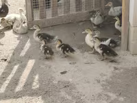Turkeys — foto 8