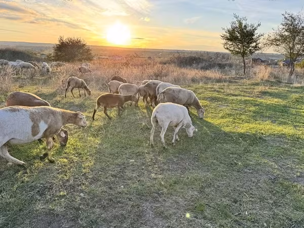 Beran, Katum sheep