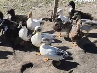 Ducks — ፎቶ 2