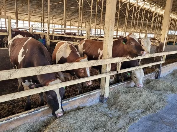 Sapi, Simmental cattle