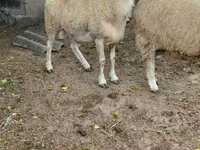 Baran, Assaf sheep — zdjęcie 2