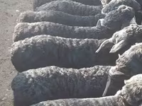 Montone, Hissar sheep — foto 2