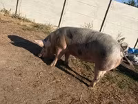 Babi betina, Пьетрен — foto 3