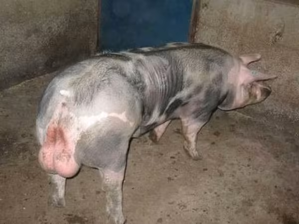 ወንድ አሣማ, Pigs