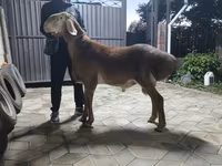 Berbec, Arashan sheep — foto 3