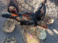 Chickens — รูปภาพ 2