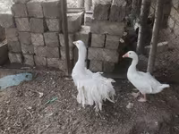 Geese — fotografija 3