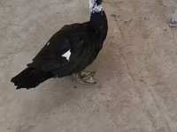 Ducks — ፎቶ 2
