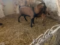 Kambing jantan, Alpine goat — foto 1