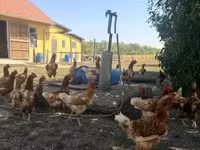 Chickens — акс 2