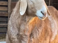 قوچ, Edilbay sheep — عکس 2