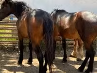 Mare, Horses — photo 1