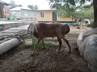 قوچ, Arashan sheep — عکس 3