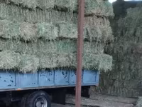 Продаю тюки чистый клевер второй и третий кос без доставки с места — zdjęcie 5