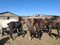 Stute, Horse breed — Foto 7