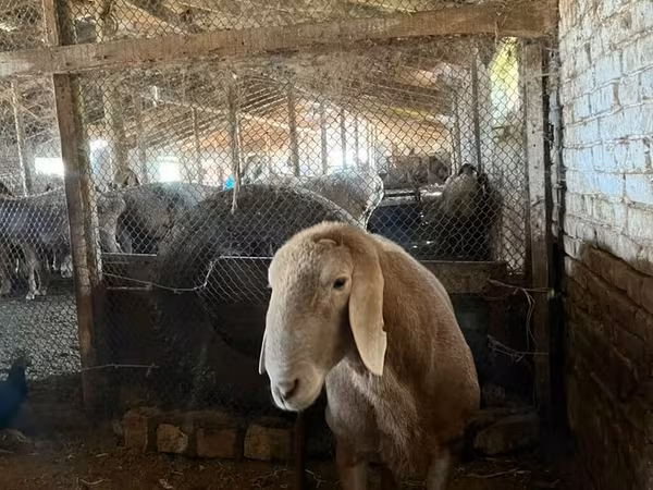Montone, Arashan sheep