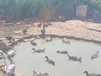 Ducks — foto 2