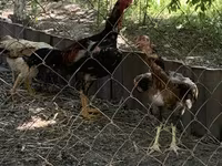 Chickens — รูปภาพ 4