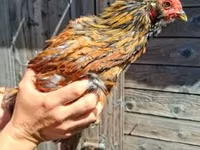 Chickens — عکس 1