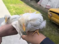 Chickens — عکس 3
