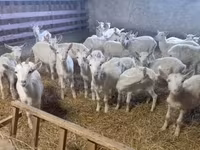 Ged, Saanen goat — foto 1