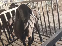 قوچ, Aland sheep — عکس 1