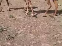 شتر ماده, Kazakh Bactrian camel — عکس 4