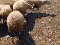 Biri-biri (lot, jantina tidak dinyatakan), Sheep — foto 2
