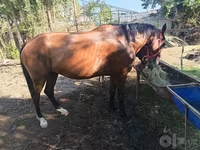 Klisna, Kyrgyz Horse — foto 1