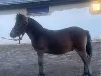 Hingst, Heste — foto 3