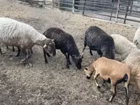 Bagge, Racka sheep — foto 6