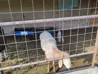 Kos, Juhok — 3. fotó