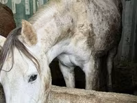Klisna, Kyrgyz Horse — foto 2