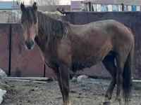 Stute, Horse breed — Foto 5
