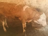 Byk, Simmental cattle — zdjęcie 4