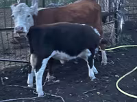 Bulle, Simmental cattle — Foto 2