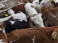 காளை, Simmental cattle — புகைப்படம் 1