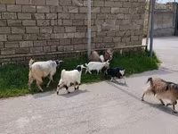 Goat, Goats — photo 1