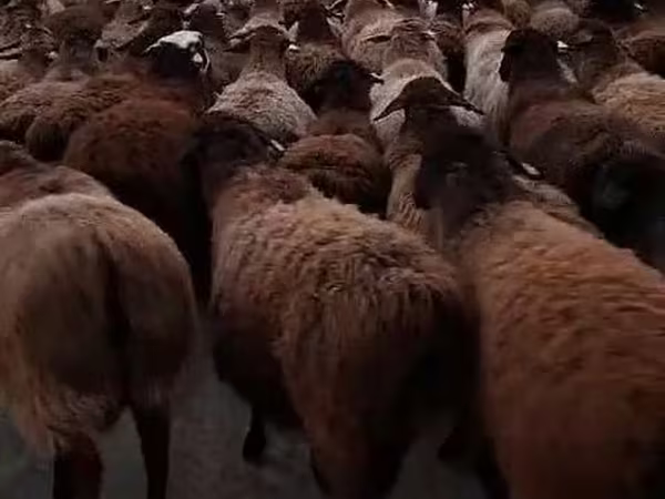 Cừu đực, Hissar sheep