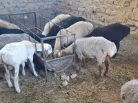 母羊, Sheep — 照片 2