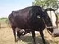 Kuh, Latvian Blue cattle — Foto 8