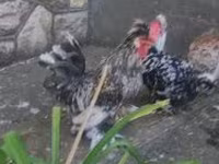 Chickens — الصورة 4