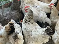 Chickens — foto 2