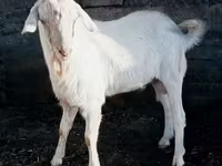 Keçi, Saanen goat — foto 5