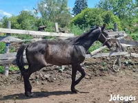 Kůň, Hungarian horse breed — foto 7