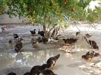 Domestic Muscovy — foto 1