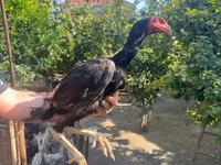 Chickens — foto 4